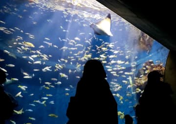 海の生き物、夜は何を？　鴨川シーワールドでツアー