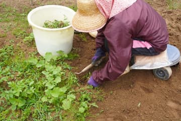 半日で雑草が枯れる“お酢の除草剤”…「100均グッズ」裏ワザ9選