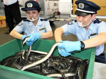 23日は「土用の丑の日」　成田空港でウナギ輸入ピーク