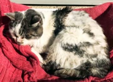「誰か迎えに来て…」飼い主の入院や死で猫が置き去りに、“もしも”に備える責務
