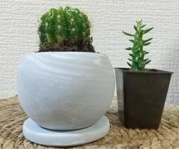 ダイソーなら110円から「サボテン」が買える！中には20年戦士も！？