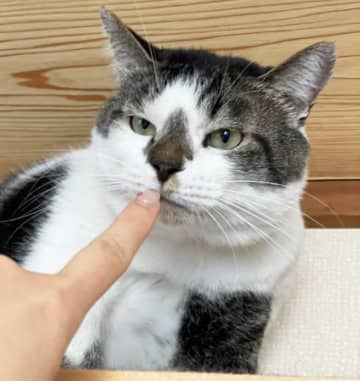 奄美大島、世界遺産登録の裏で「猫を捕獲」…救出されても “人間嫌い”になった猫が心を開いた瞬間に涙