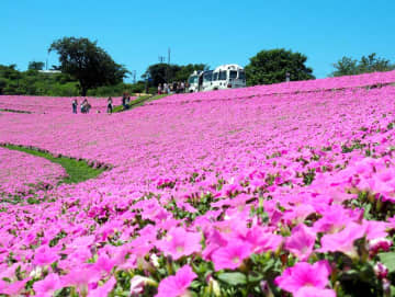 夏空と鮮やかピンク共演　マザー牧場　「桃色吐息」が見頃