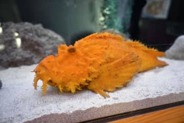 鳥取市の水族館「とっとり賀露かにっこ館」で展示されているオレンジ色の珍しいオニオコゼ