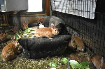 神奈川県内の住宅の一室で200匹以上飼われていたウサギ＝4日