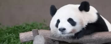 パンダは天武天皇の時代から中国から日本に贈られていた 【パンダ外交】