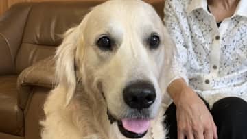 「ありがとう、アドニス」ゴールデン警察犬 不明少女を救う　“８年目”で初の手柄　ご褒美のジャーキー頬張る　千葉･柏市