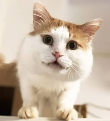 「君、顔デッカくね！？」猫が“大顔”になる理由とは？ 差し押さえ物件からの保護、ダンボールでギリギリ生還