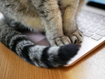 体調悪いのに無理して仕事してたら猫がキーボードの上に来て邪魔　仕方ないので休憩したところ……
