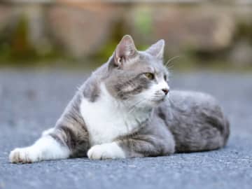 近所の猫の糞尿被害、飼い主に注意したら返答がとんでもなかった……