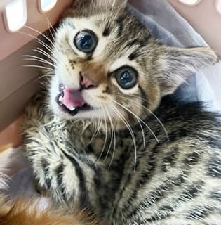 “子猫のシーズン”に要注意…個人ボランティアが猛暑の中で4時間粘って保護、「少しの協力」が不幸な命を救う