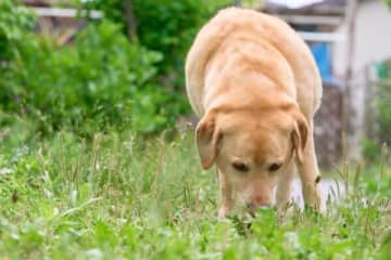 隣家の飼い犬が2頭連続で「ガリガリに痩せて死んでいく……」　虐待に心を痛めた女性の回想