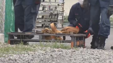 父親が操作するフォークリフトで“ブランコ遊び”　100kg超の板が高さ3mから落下…8歳娘死亡「ものすごい音した」