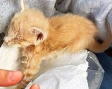 「ガリガリすぎる」瀕死の子猫、行き倒れ寸前の老猫…「逝くな！」の声に奇跡の復活、幸せな姿に涙があふれる