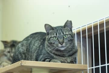 保護猫の里親の条件は厳しすぎる？　独身でも譲渡してもらえた人がしていたこと