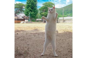 写真家 山本正義さん撮影の“立ち猫”が話題！撮影方法も伝授