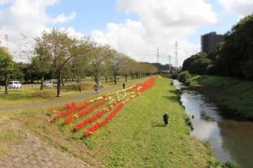9/24（土）いきいきウオーク7km「大堀川の彼岸花」