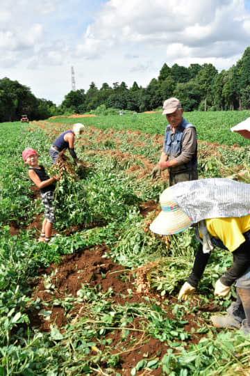 八街落花生、収穫始まる　日本一の生産量「味のいいのがそろった」