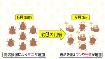 秋に注意「ダニアレルギー」　最も効果的な撃退法は...?