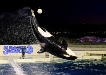秋の夜長に水族館探検いかが　閉館後の鴨川シーワールド満喫　日帰り特別プログラム