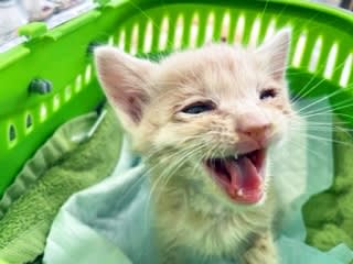 「ガリガリ猫」が奇跡の「イケにゃん」に…“差し押さえ物件”から救われ九死に一生、成長し幸せつかむ