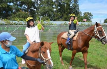 馬に揺られてブドウ狩りに行こう　勝央 乗馬クラブが体験プログラム