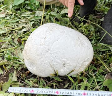 草むらに出現、謎の白い球体　巨大キノコ「オニフスベ」か　発見者「動物の頭蓋骨？」とびっくり　千葉・市原