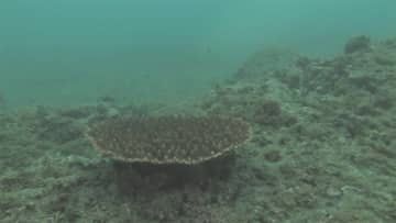 東京湾の海底“温暖化”で異変　カラフルな魚やサンゴの姿が