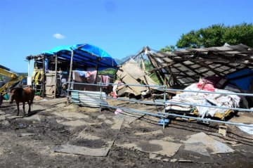 台風で倒壊の馬小屋　クラウドファンディングで改築費用募る　南阿蘇村の保護牧場