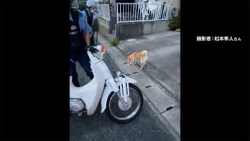 逃走した柴犬を保護せよ　発生2時間 警察の追跡劇