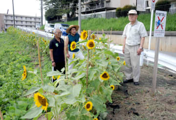 “ごみ捨ての名所”から憩いの場へ　花を盾にポイ捨て根絶　住民育てたヒマワリ満開　市原・大厩地区