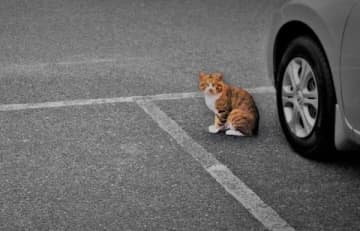 「野良猫がBMWのタイヤで爪を研ぐ」隣家の高齢女性が野良猫に餌付けした結果