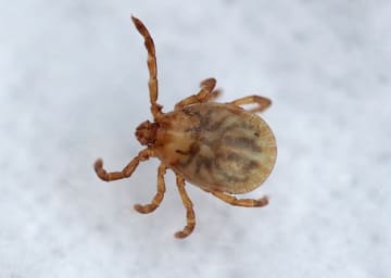 マダニに刺され男性死亡　日本紅斑熱感染で　市原