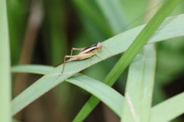 【速報】絶滅危惧種カヤコオロギ発見　故・八千草薫さんが種まきした場所　「命日前に呼んでくれたかな…」　千葉・長南町