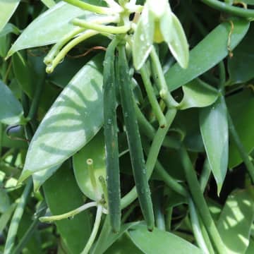 世界のスパイスを見て、学んで、味わって　咲くやこの花館「刺激スパイス展」　11月6日まで