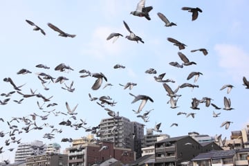 近年急増中“鳥のフン害”が脳障害の原因になることも