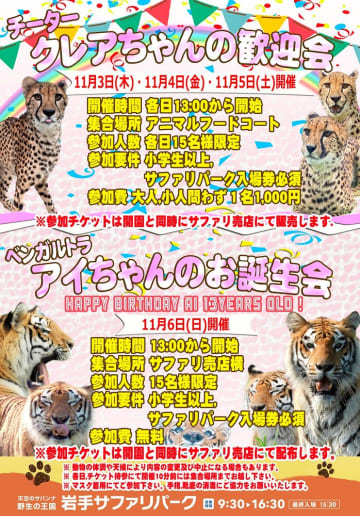 チーター歓迎会・トラ誕生会開催　11月3～6日、岩手サファリパーク