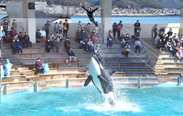 11月は家族で鴨川シーワールドへ　「家族月間」特別割引や海の動物の子育てレクチャー　チーバくん撮影会も