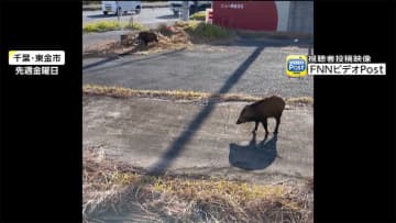 今度は千葉の住宅街に...　イノシシ出没 なぜ相次ぐ