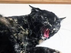 「寄らば斬る！」人馴れしないシャーシャー猫、その名も“界王”…預かりボランティアの手で驚きの変化
