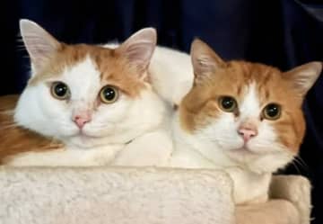 「いつも君の隣に」猫同士の絆に涙 ダンボールで保護された「大顔コンビ」、亡くした相棒…猫たちの絆の物語