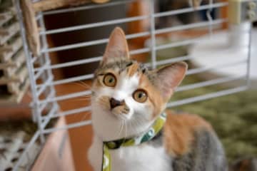 「保護猫を飼いたい！だけど譲渡団体が多過ぎて悩む…」里親1年生が猫を迎えるために知っておきたいこと