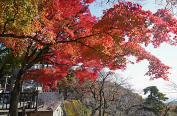 見頃を迎えている太平山の紅葉