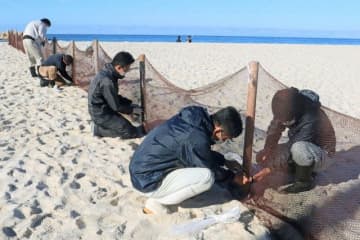 白良浜に防砂ネットを設置する町職員ら（25日、和歌山県白浜町で）