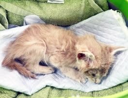 「まるで別猫！」ガリガリ、障害、病気…からの奇跡の復活、イケにゃんに変貌した子猫たちのビフォーアフター