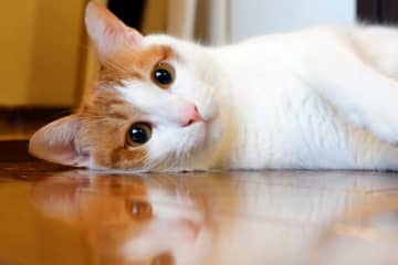 シニア猫も小猫もまっしぐら！全国で売れてる「キャットフード」ランキング