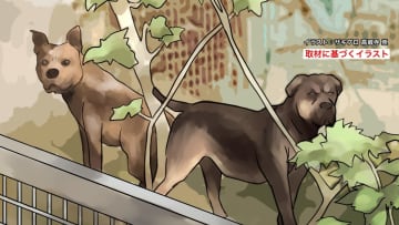 【独自】“世界最強の闘犬”小学校侵入も…女性が冷静な対応で捕獲　その方法は？