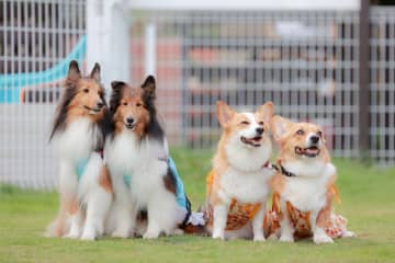 隣のわんちゃんは何食べてるの？最新「ドックフード」人気ランキング