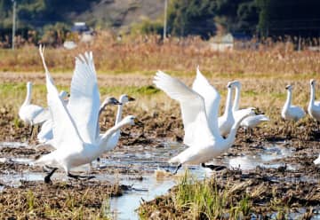 冬の使者コハクチョウ、ことしも飛来　田んぼで餌探し　千葉・いすみ