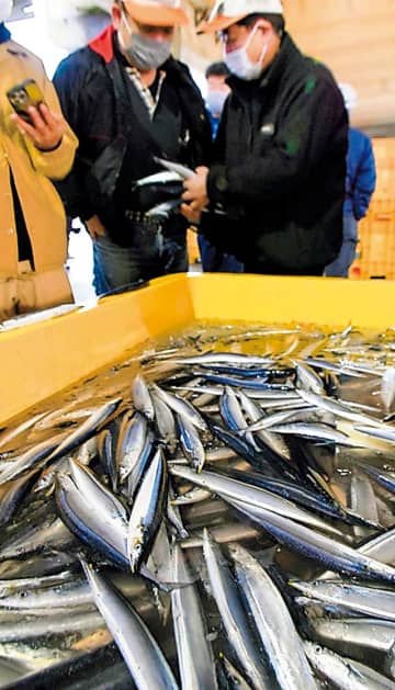 銚子サンマ水揚げゼロ　1950年以降では初の事態　漁師ため息、漁船の燃料高騰も